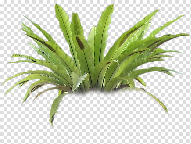 green plants illustration, Plant Fern Tree, fern transparent background PNG clipart