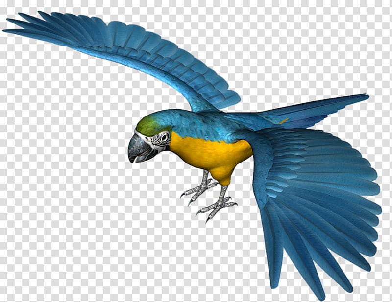 blue and green parrot, Parrot Blue Icon, Large Blue Parrot transparent background PNG clipart