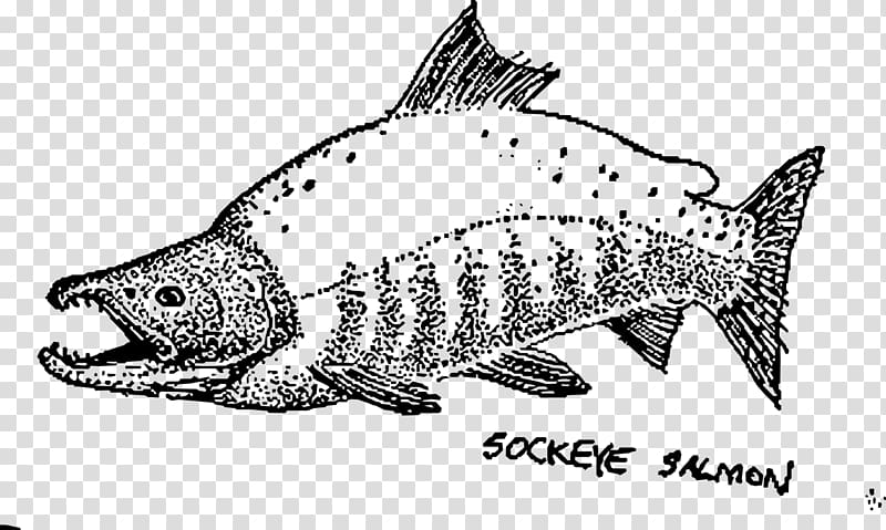 Sushi Sockeye salmon Drawing Salmon (color), sushi transparent background PNG clipart