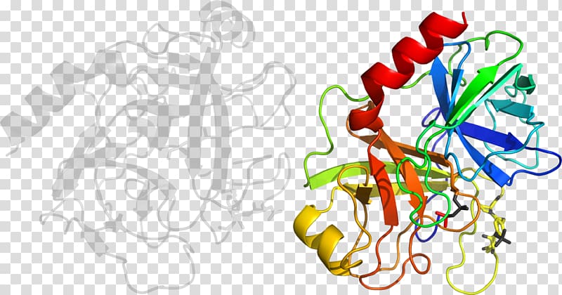 Trypsin 1 Bromelain Enzyme Protein, Trypsin transparent background PNG clipart