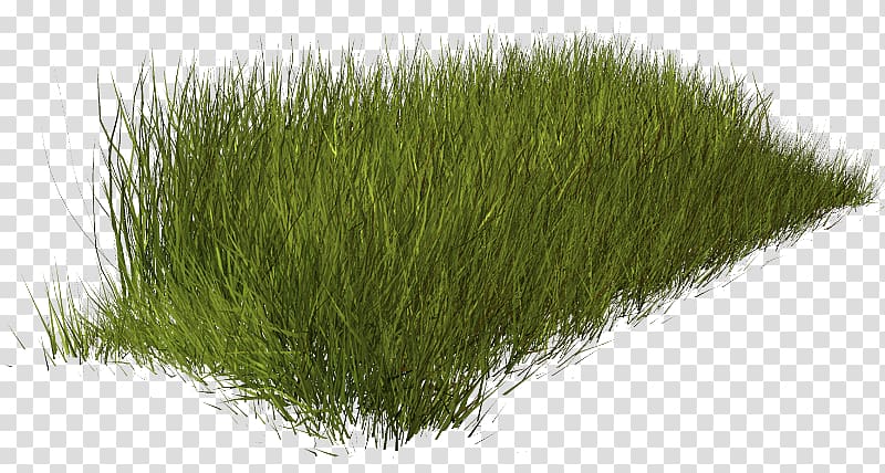 Weed Lawn Fountaingrasses, love the natural environment transparent background PNG clipart