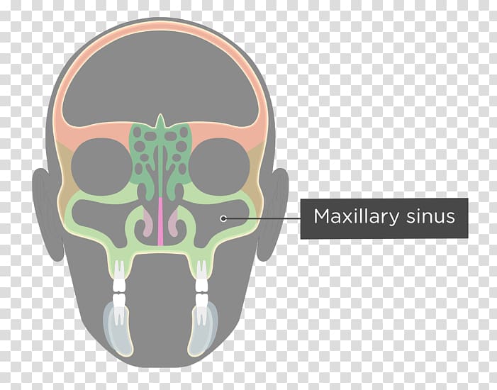 Paranasal sinuses Ethmoid sinus Ethmoid bone Facial skeleton, Maxillary Lateral Incisor transparent background PNG clipart