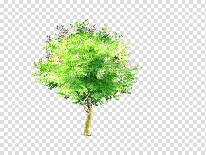 Bauhinia variegata Bauhinia xd7 blakeana Phanera purpurea Tree, tree transparent background PNG clipart