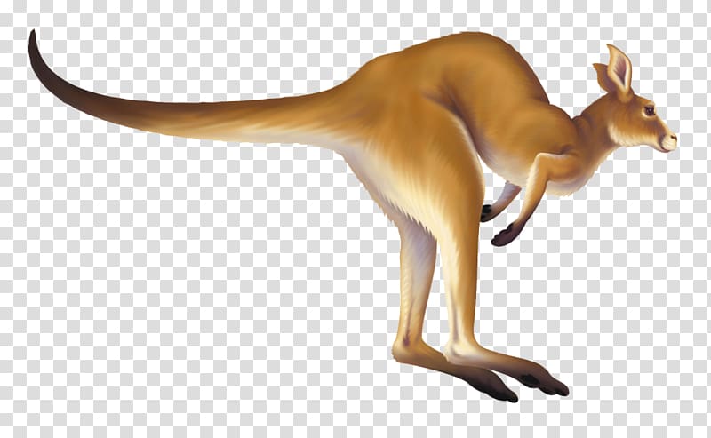 Kangaroo Macropodidae Animation , kangaroo transparent background PNG clipart