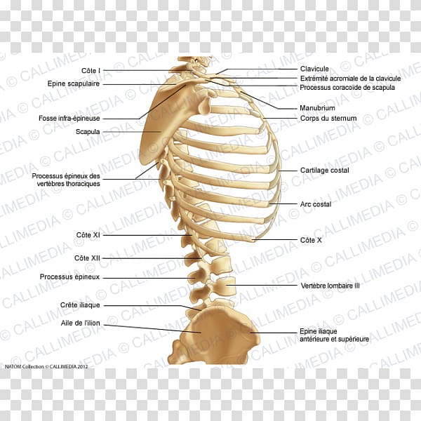Thorax Abdomen Human body Bone Human skeleton, heart transparent background PNG clipart
