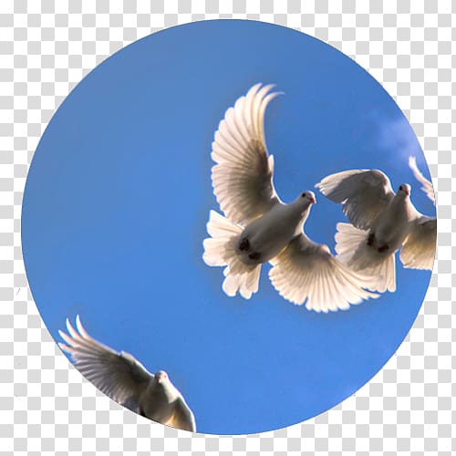 Columbidae The White Doe Release dove Bird Wedding, Bird transparent background PNG clipart