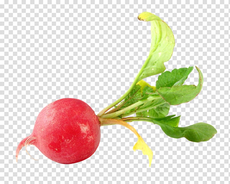 red beetroot illustration, Daikon Vegetable Food Beetroot, Radish transparent background PNG clipart