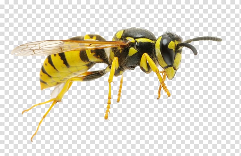 Hornet Characteristics of common wasps and bees Insect, bee transparent background PNG clipart