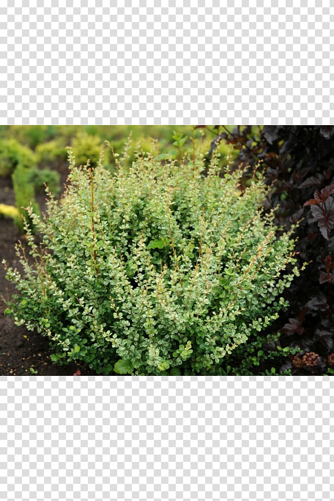Japanese barberry English Yew Shrub Ornamental plant Cultivar, plant transparent background PNG clipart