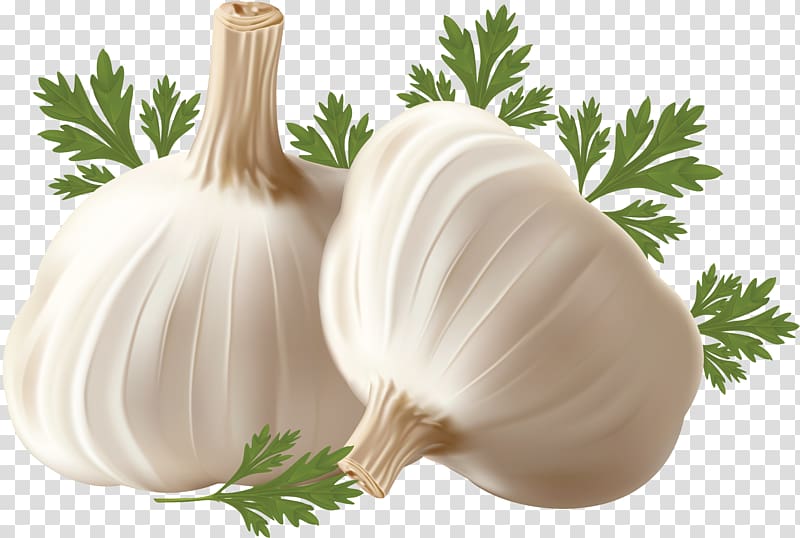 Garlic breath Onion , onion transparent background PNG clipart