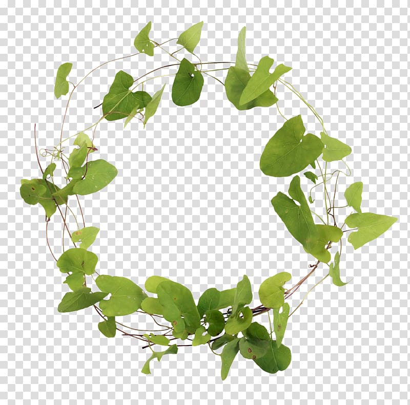 Branch Leaf , Leaves ring transparent background PNG clipart