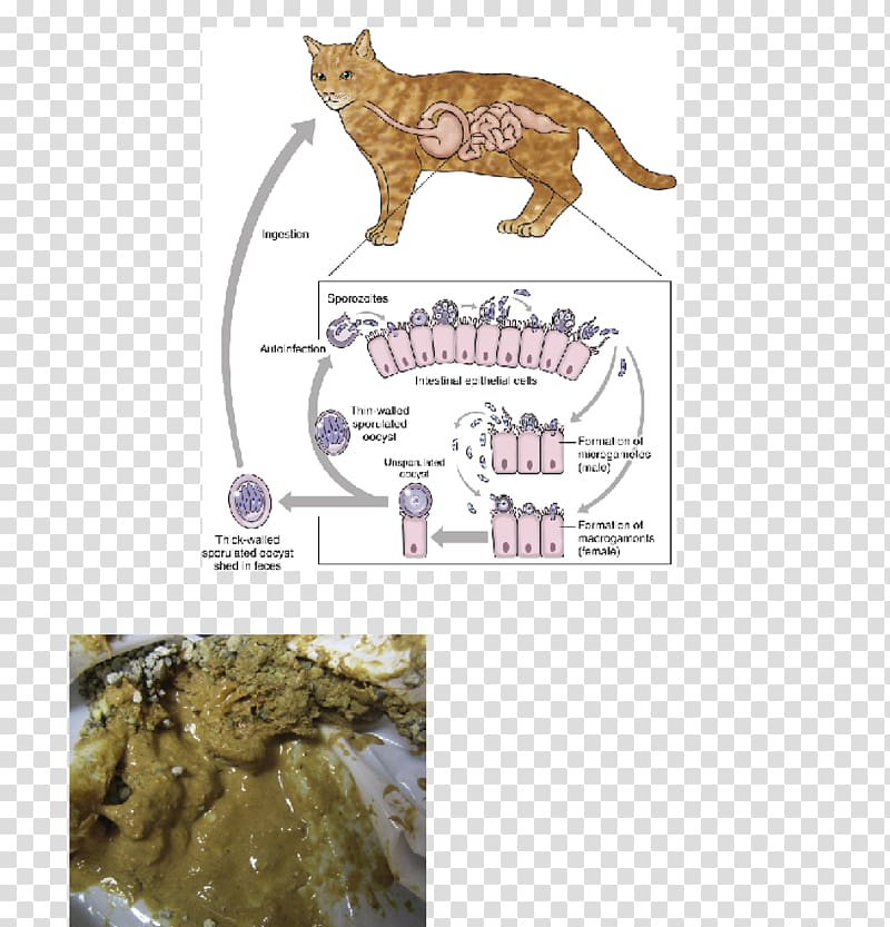 Cat Dog Cryptosporidiosis Oocysta Cryptosporidium parvum, Cat transparent background PNG clipart