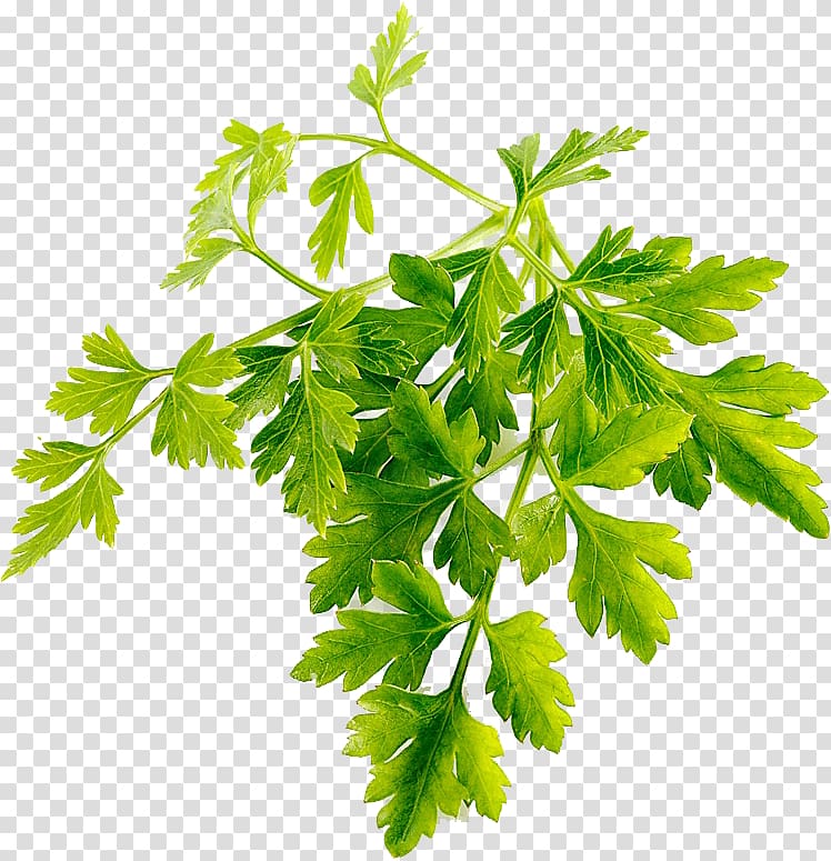Parsley Coriander Chervil , others transparent background PNG clipart