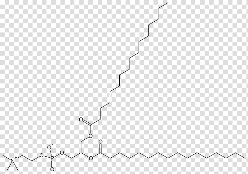 Dipalmitoylphosphatidylcholine Pulmonary surfactant Phospholipid Lung, others transparent background PNG clipart