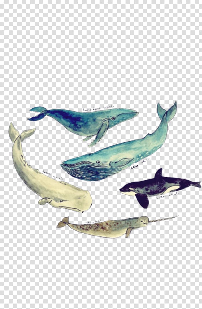 Sperm whale Killer whale Humpback whale Printing, whale transparent background PNG clipart