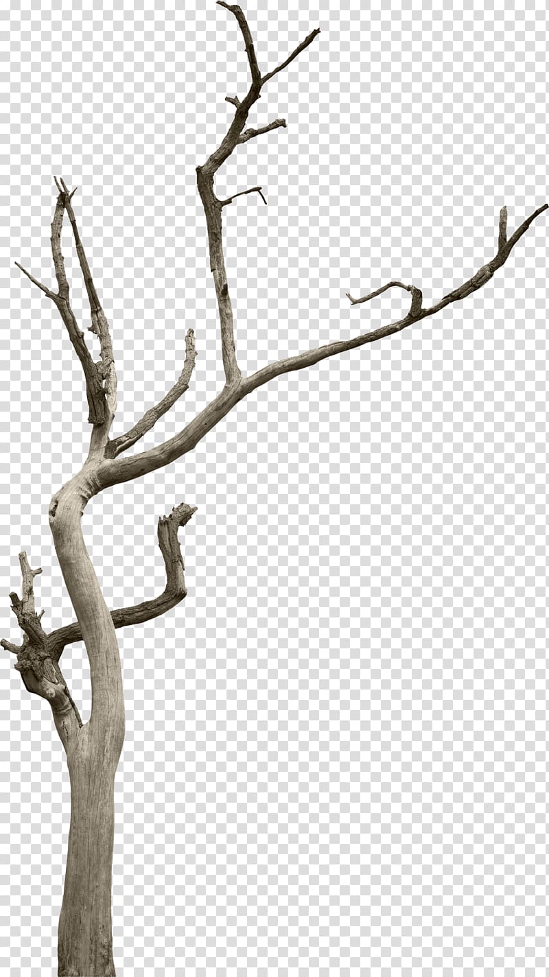 bare tree branch, Tree Branch Woody plant Snag, tree trunk transparent background PNG clipart