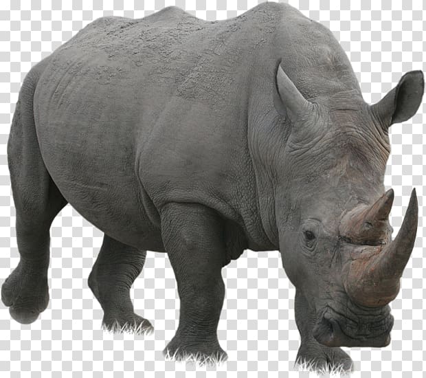 Rhino transparent background PNG clipart