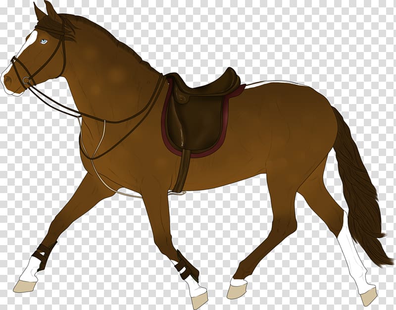 Mule Pony English riding Bridle Stallion, Horse Tack transparent background PNG clipart