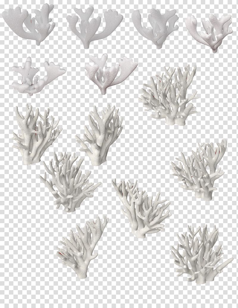 Coral Travel , coral transparent background PNG clipart
