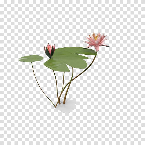 Marsh House Nelumbo nucifera , Water Lily transparent background PNG clipart