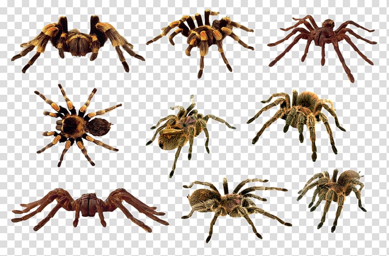 Jumping spider Portable Network Graphics , animal collection transparent background PNG clipart