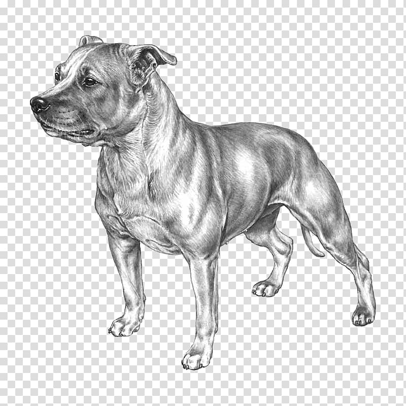 Dog breed Staffordshire Bull Terrier American Staffordshire Terrier American Pit Bull Terrier, race transparent background PNG clipart