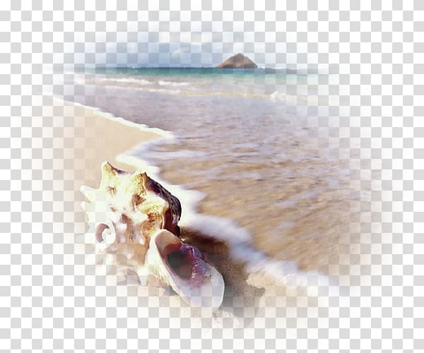 Sea Mollusc shell Lagoon Bank Sand, sea transparent background PNG clipart