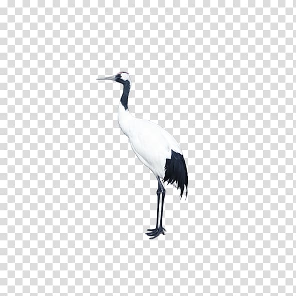 Crane u795eu8c37u4e2du533bu9662 Bird Goose, Isolated red-crowned crane transparent background PNG clipart