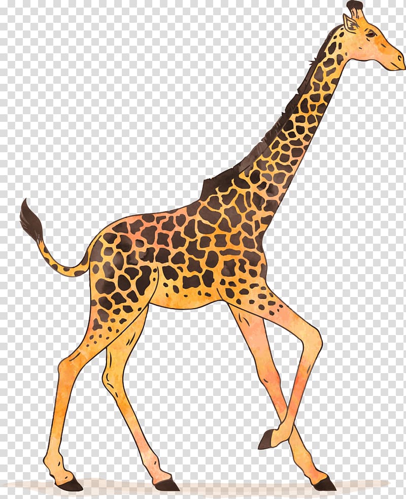 Giraffe Watercolor painting Drawing Illustration, giraffe transparent background PNG clipart