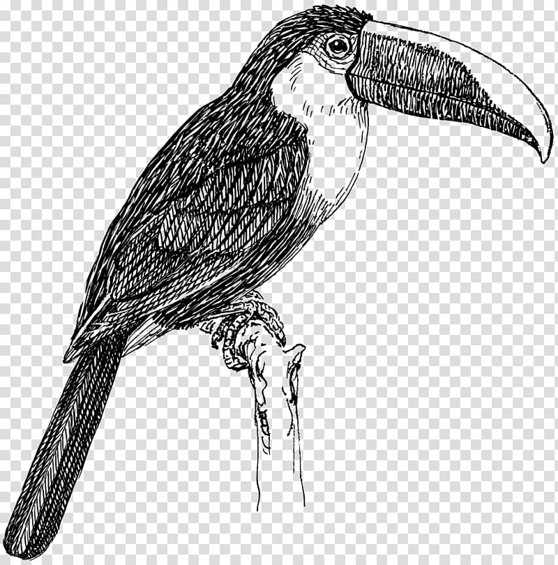 Bird Toco toucan White-throated toucan , tucan transparent background PNG clipart