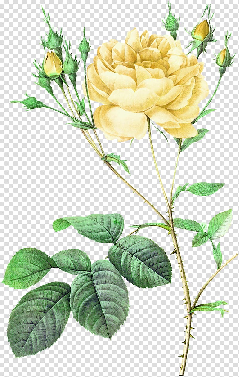 yellow rose illustration, Moss rose Damask rose Flower Botanical illustration Botany, Yellow fresh bouquet decorative pattern transparent background PNG clipart