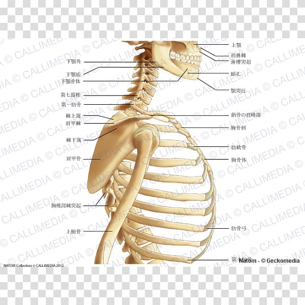 Bone Thorax Interspinous ligament Anatomy, Skeleton transparent background PNG clipart