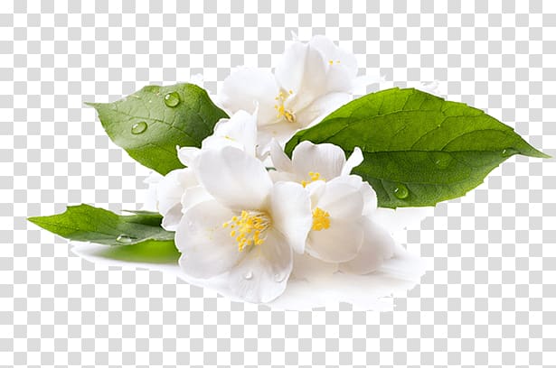 Flower Arabian jasmine , flower transparent background PNG clipart