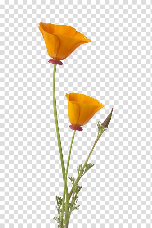 California poppy Flower Bud, poppy transparent background PNG clipart