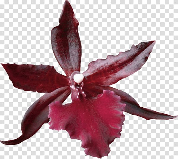 Pressed flower craft Petal Plant, natural transparent background PNG clipart