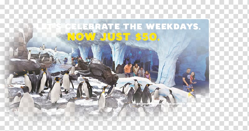 Antarctica: Empire of the Penguin SeaWorld Orlando Car, seaworld transparent background PNG clipart