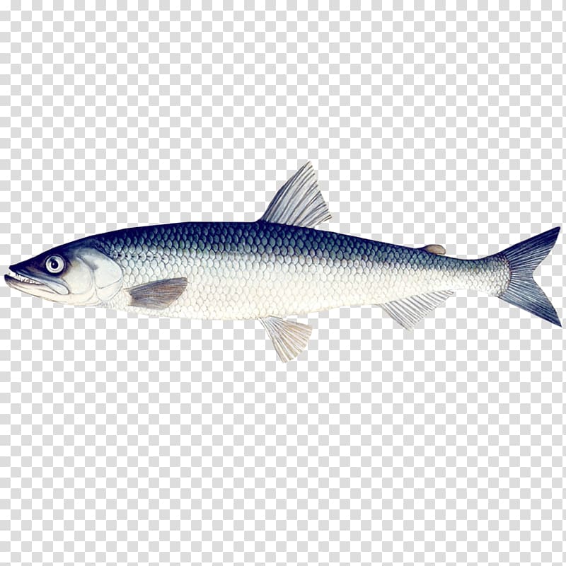 Sardine Förderkreis Rettet die Elbe Mühlenberger Loch Bony fishes, fish transparent background PNG clipart
