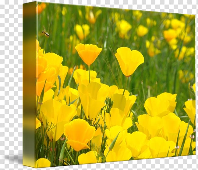 California poppy Wildflower Common evening-primrose, Orange Posters transparent background PNG clipart