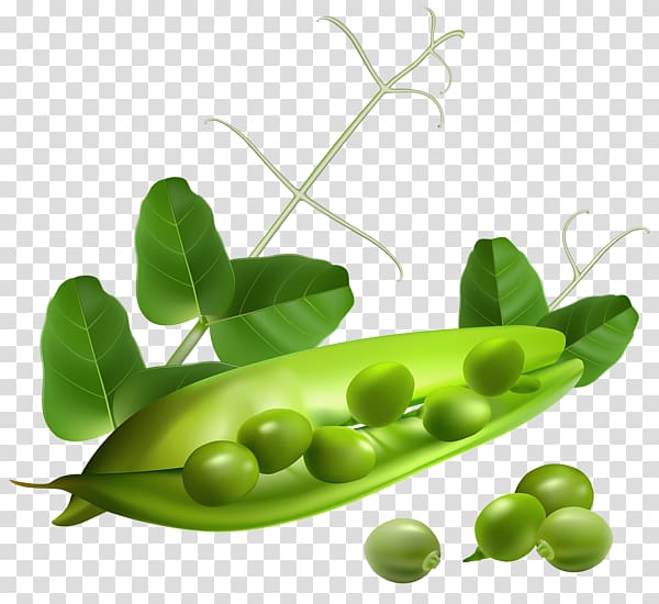 Pea , Pea pod green leaves transparent background PNG clipart