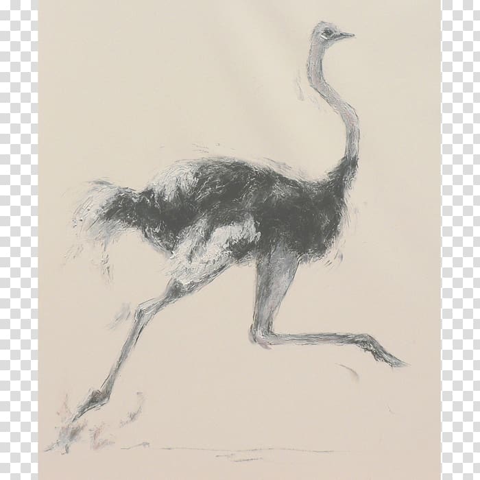 Common ostrich Flightless bird Ratite Running, ostrich transparent background PNG clipart