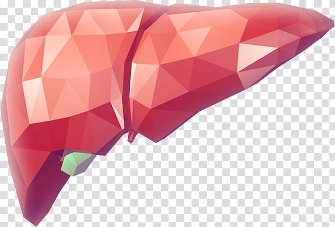 Liver transplantation Medicine Organ transplantation Health, health transparent background PNG clipart