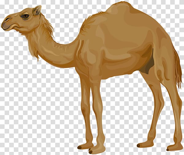 Dromedary Portable Network Graphics graphics, camel transparent background PNG clipart