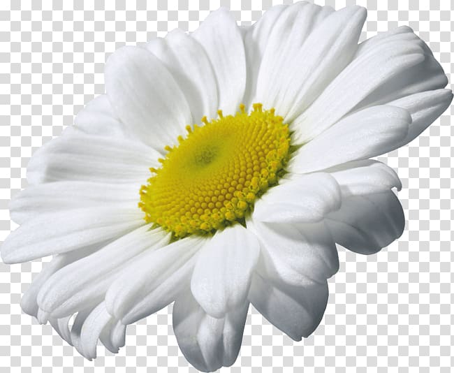 Chamomile , chrysanthemum transparent background PNG clipart