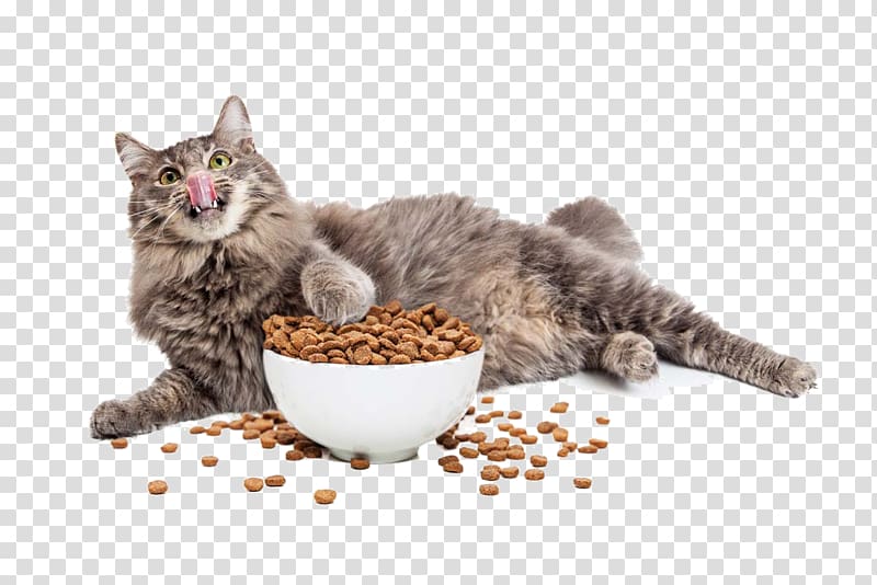 gray cat eating brown cat food, Cat and Cat Food transparent background PNG clipart