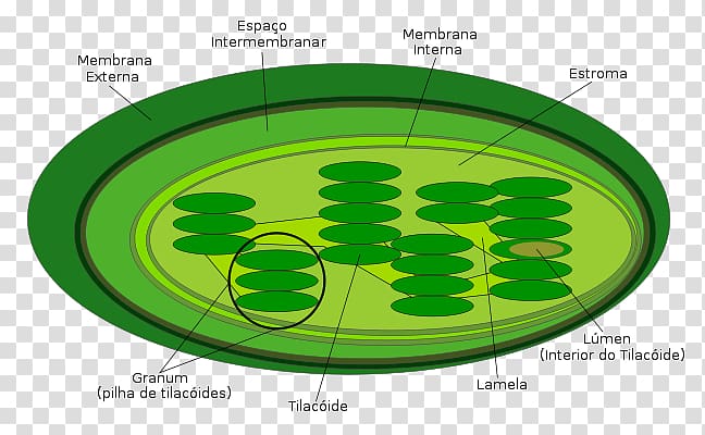Chloroplast Thylakoid Plant cell synthesis, plant transparent background PNG clipart
