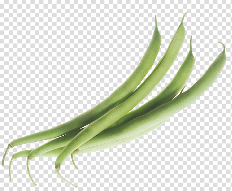 Green bean transparent background PNG clipart