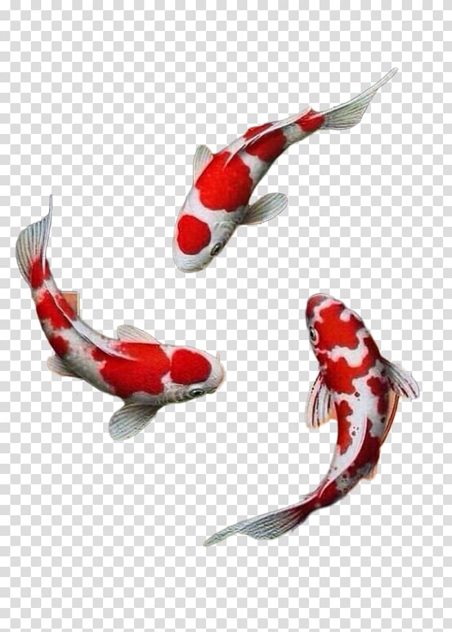 antique red koi transparent background PNG clipart