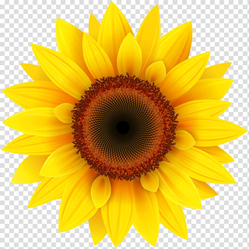 Common sunflower Pixel XCF, Sunflower , yellow sunflower transparent background PNG clipart