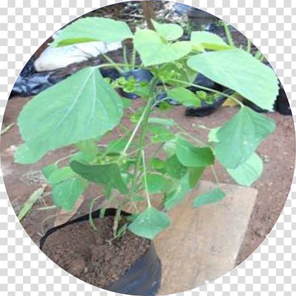 Jamu Herb Song Leaf, others transparent background PNG clipart