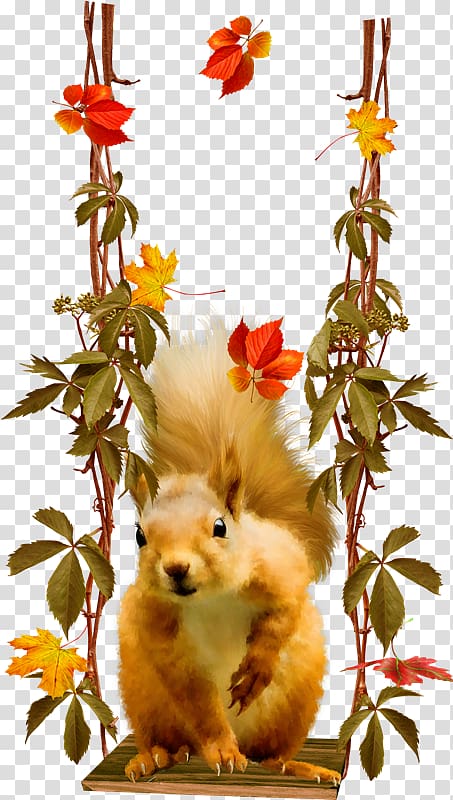 Raccoon Tree squirrel American red squirrel Rodent, Vo transparent background PNG clipart